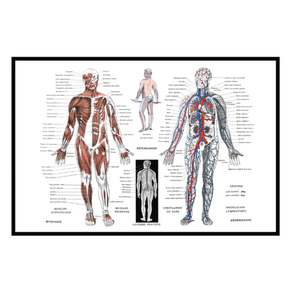 Moodmat 12” x 18” Human Anatomy